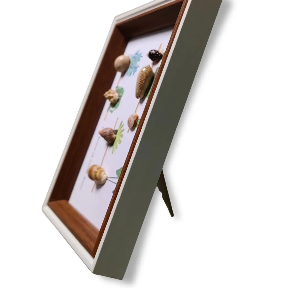 natural seashell frame