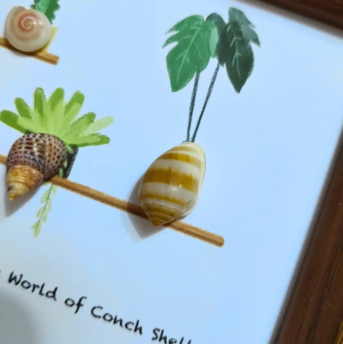 Natural shell art packaging