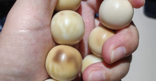 handheld view of natural Bodhi seed bracelet beads